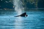 Uma baleia Humpback, durante passeio de barco em Telegraph Cove, na Vancouver Island, na Columbia Britânica, costa oeste do Canadá